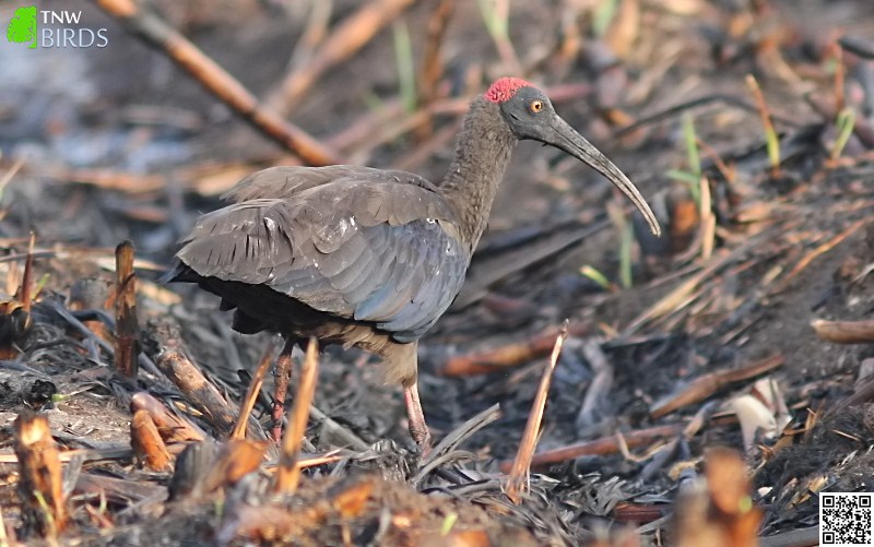 Red-naped Ibis